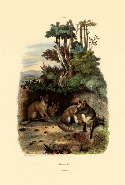 Red Fox by French School